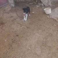 توله نر