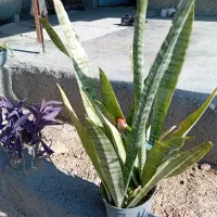 طوطی کوتوله