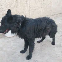 واگذاری سگ ژرمن شپرد بلک|سگ|باقرشهر, |دیوار