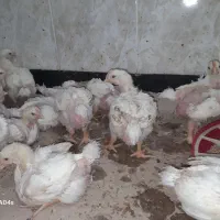 جوجه مرغ گوشتی راس 308