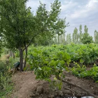 باغ هزار متری نیم ساعت اب لوله کشی تا سر باغ