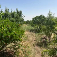 باغ|فروش زمین و ملک کلنگی|قم, نخودی|دیوار