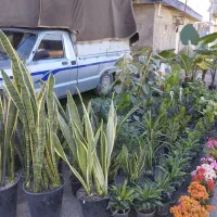 گل و گیاه زینتی وآپارتمانی