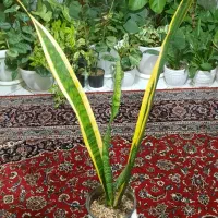 گلهای خونگی|حراج|تهران, امامت|دیوار