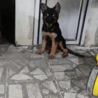 توله ژرمن شولاین|سگ|فومن, |دیوار