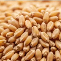گندم درجه 1محصول کارون