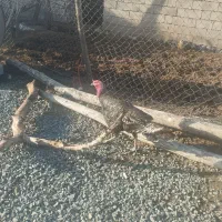 بوقلمون نر محلی