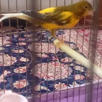 قناری نرمست