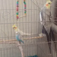 عروس هلندی نر بالغ|پرنده|اصفهان, باغ دریاچه|دیوار