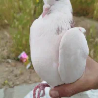 سه عدد کبوتر سر حال هر سه 1300