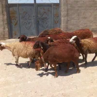 میش کاور بره ماده قوچ