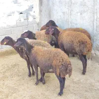 بره ماده شیشک افشار و قزل افشار