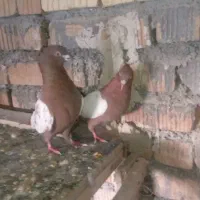 جفت سینه سرخ