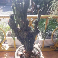 کاکتوس صخره‌‌ای