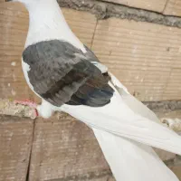 کفتر.نژاد.قدیم.عتیقه.خال پرش|پرنده|ری, شهرری|دیوار