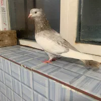 کفتر سینه سوسنی