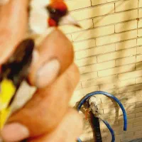 سهره نر و ماده