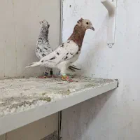 هفرنگ زرد جفگاه