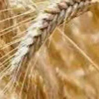 خریدار جو محلی