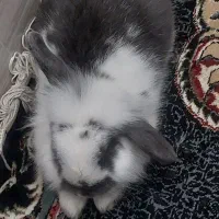 خرگوش لپ