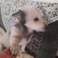 واگذاری سگ تربیت شده|سگ|فردیس, فردیس|دیوار