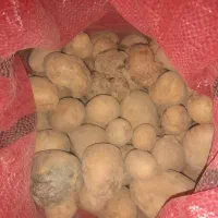 خرید و فروش سیب زمینی دامی