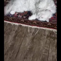 گربه پرشین بیرتیش|گربه|ایواوغلی, |دیوار