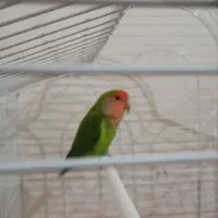 طوطی برزیلی سالم وسرحال