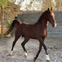 سیلمی لئون نوق جهت کشش