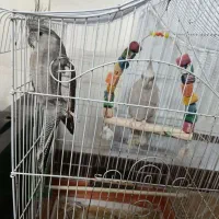 عروس هلندی بالغ|پرنده|گنبد کاووس, |دیوار