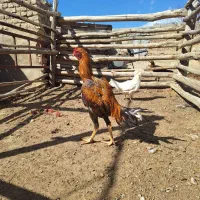 مرغ و خروس لاری