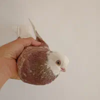 کبوتر نوک قنار