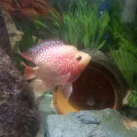 فلاور گلد واسکار