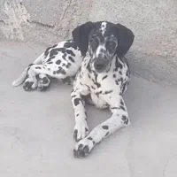 واگزاری توله دالمیشن (اگهی رو کامل بخونید)|سگ|اهواز, کوروش|دیوار