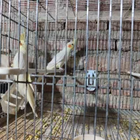 جوجه های خوش سایز برای دستی کردن