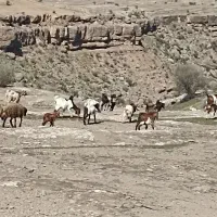 بز سرحال|حیوانات مزرعه|معمولان, |دیوار