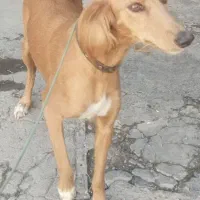 حیوانات مزرعه|سگ|کنگاور, |دیوار