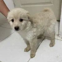 طوله سگ دوماهه