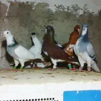تعدادی ۸ تا پرنده پرشی