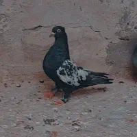 کفتر سینه ای|پرنده|مهریز, |دیوار