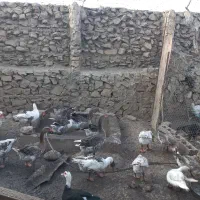 غاز بزرگ برای فروش|حیوانات مزرعه|کازرون, |دیوار