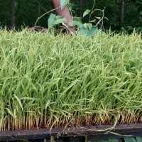 تیم  نشای برنج هاشمی اصل