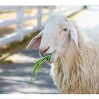 گوسفندوبره نرشالی ومغان