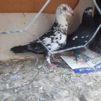 ۱۱ تا حیوون قلدر پرشی و جفتگاه