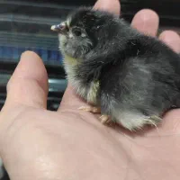 بوقلمون برنز