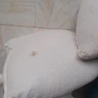 دانه مرغ