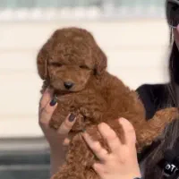 توی پودل ماده