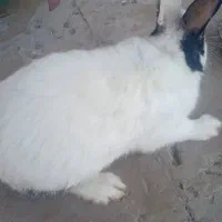 خرگوش|موش و خرگوش|معمولان, |دیوار