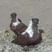 کبوتر ککیلی