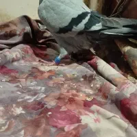گرفتنی،مسابقات مسافتی|پرنده|مشهد, پادگان شهید برونسی|دیوار